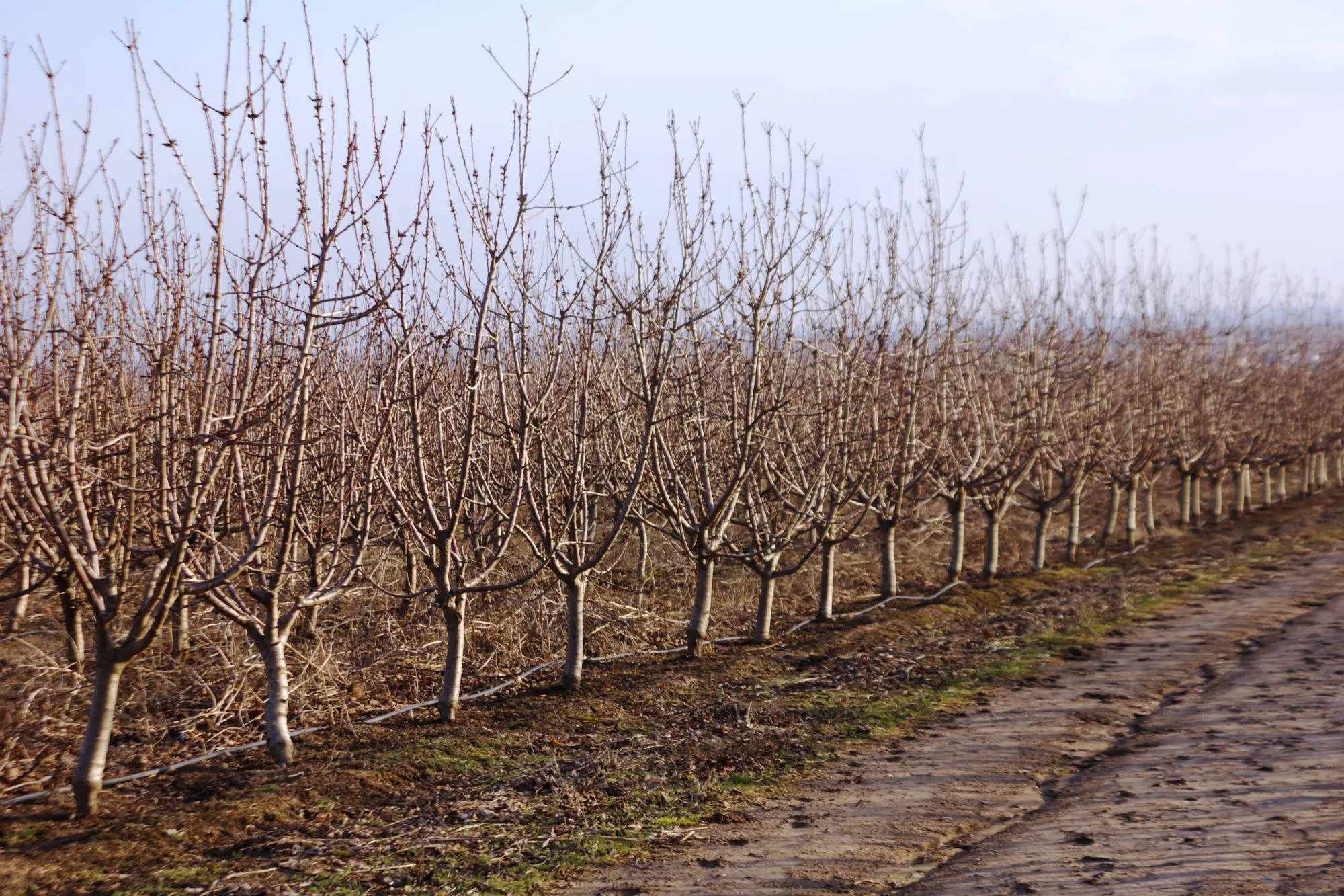 orchards consulting and agronomy monitoring