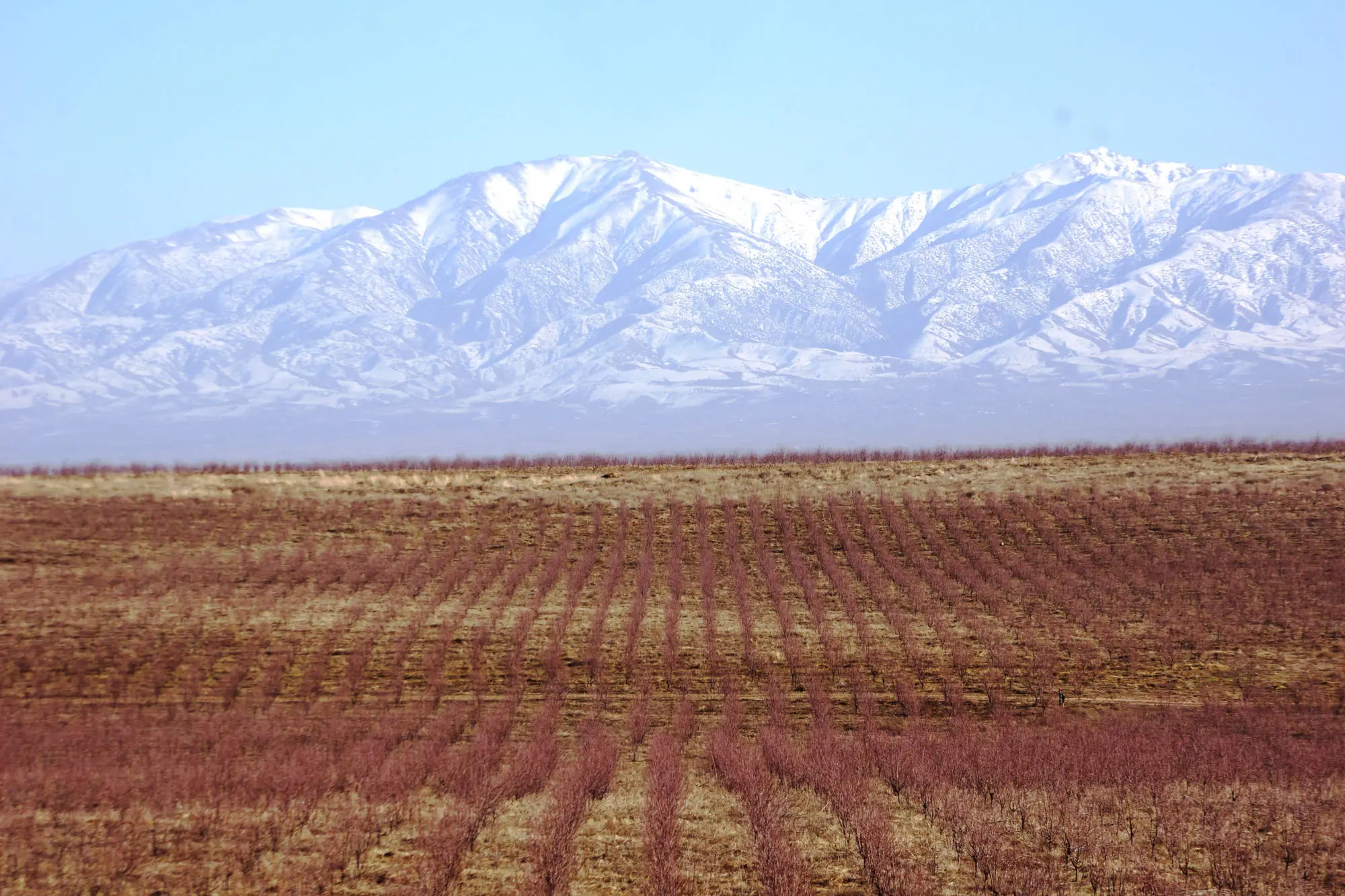 Orchards and Horticulture Consulting and Project Management