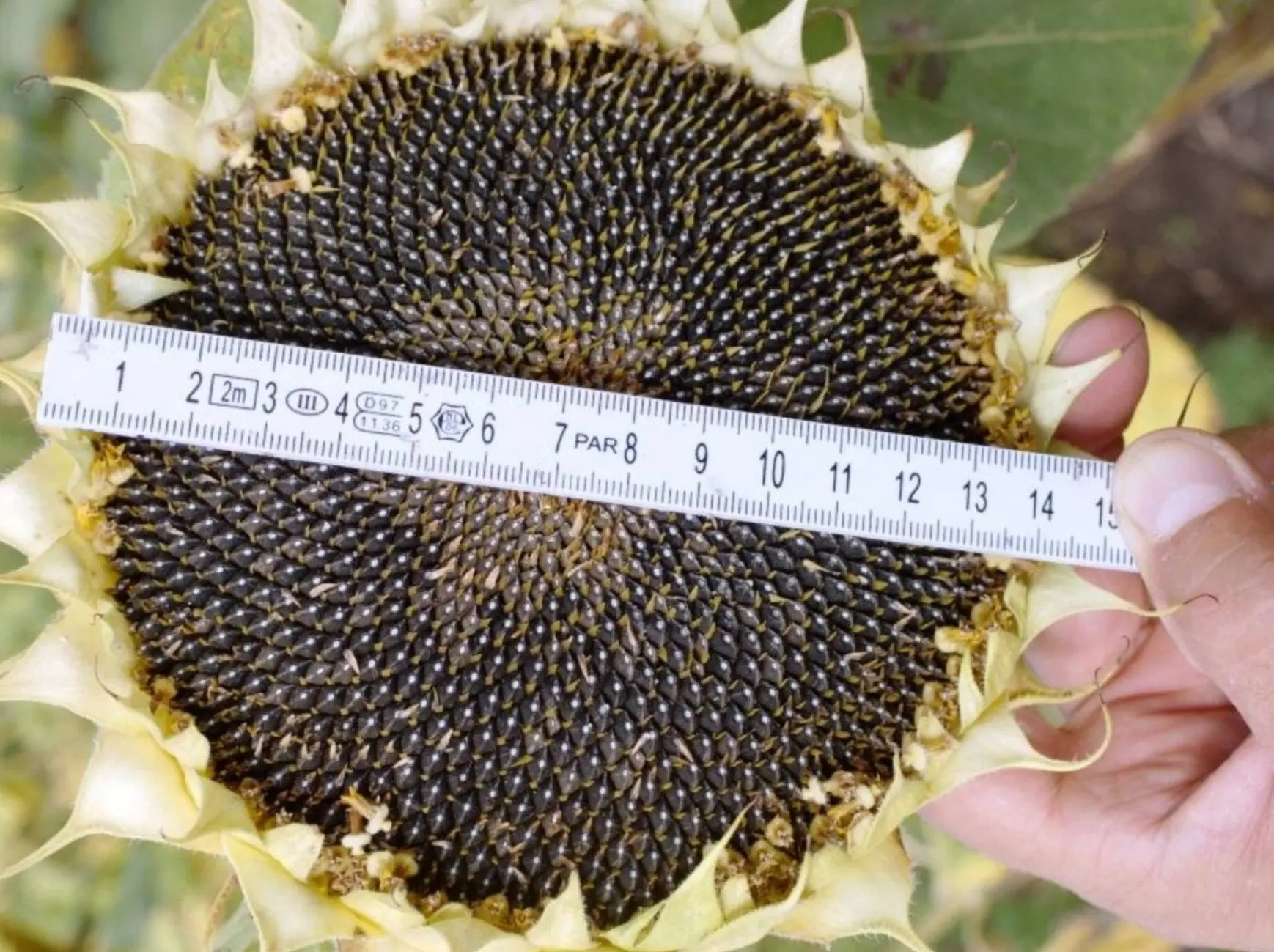 Agriculture Consulting - sunflower yield per acre Illinois, USA